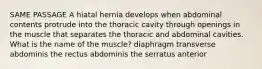 SAME PASSAGE A hiatal hernia develops when abdominal contents protrude into the thoracic cavity through openings in the muscle that separates the thoracic and abdominal cavities. What is the name of the muscle? diaphragm transverse abdominis the rectus abdominis the serratus anterior