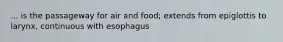 ... is the passageway for air and food; extends from epiglottis to larynx, continuous with esophagus