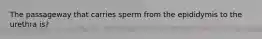 The passageway that carries sperm from the epididymis to the urethra is?