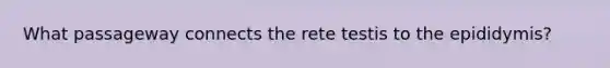 What passageway connects the rete testis to the epididymis?