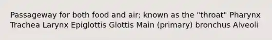 Passageway for both food and air; known as the "throat" Pharynx Trachea Larynx Epiglottis Glottis Main (primary) bronchus Alveoli