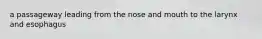 a passageway leading from the nose and mouth to the larynx and esophagus