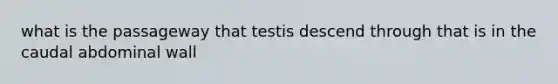 what is the passageway that testis descend through that is in the caudal abdominal wall