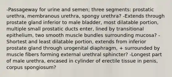 -Passageway for urine and semen; three segments: prostatic urethra, membranous urethra, spongy urethra? -Extends through prostate gland inferior to male bladder, most dilatable portion, multiple small prostatic ducts enter, lined by transitional epithelium, two smooth muscle bundles surrounding mucosa? -Shortest and least dilatable portion, extends from inferior prostate gland through urogenital diaphragm, + surrounded by muscle fibers forming external urethral sphincter? -Longest part of male urethra, encased in cylinder of erectile tissue in penis, corpus spongiosum?