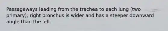 Passageways leading from the trachea to each lung (two primary); right bronchus is wider and has a steeper downward angle than the left.