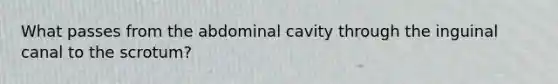 What passes from the abdominal cavity through the inguinal canal to the scrotum?