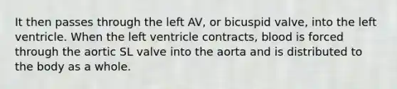 It then passes through the left AV, or bicuspid valve, into the left ventricle. When the left ventricle contracts, blood is forced through the aortic SL valve into the aorta and is distributed to the body as a whole.