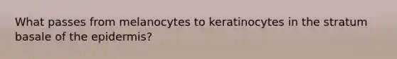 What passes from melanocytes to keratinocytes in the stratum basale of the epidermis?