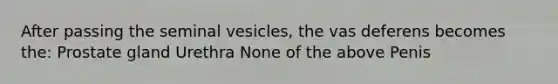 After passing the seminal vesicles, the vas deferens becomes the: Prostate gland Urethra None of the above Penis