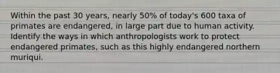 Within the past 30 years, nearly 50% of today's 600 taxa of primates are endangered, in large part due to human activity. Identify the ways in which anthropologists work to protect endangered primates, such as this highly endangered northern muriqui.