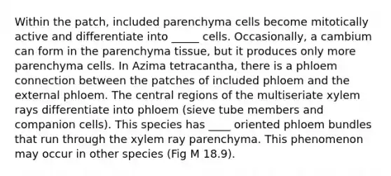 Within the patch, included parenchyma cells become mitotically active and differentiate into _____ cells. Occasionally, a cambium can form in the parenchyma tissue, but it produces only more parenchyma cells. In Azima tetracantha, there is a phloem connection between the patches of included phloem and the external phloem. The central regions of the multiseriate xylem rays differentiate into phloem (sieve tube members and companion cells). This species has ____ oriented phloem bundles that run through the xylem ray parenchyma. This phenomenon may occur in other species (Fig M 18.9).