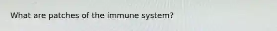 What are patches of the immune system?