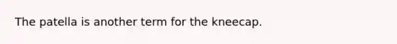 The patella is another term for the kneecap.