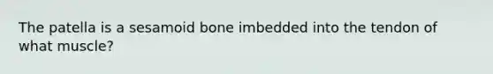 The patella is a sesamoid bone imbedded into the tendon of what muscle?