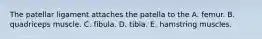 The patellar ligament attaches the patella to the A. femur. B. quadriceps muscle. C. fibula. D. tibia. E. hamstring muscles.