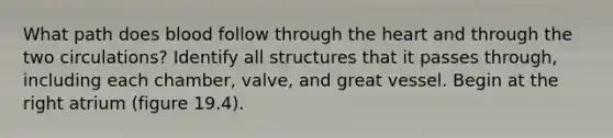 What path does blood follow through the heart and through the two circulations? Identify all structures that it passes through, including each chamber, valve, and great vessel. Begin at the right atrium (figure 19.4).