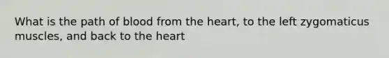 What is the path of blood from the heart, to the left zygomaticus muscles, and back to the heart