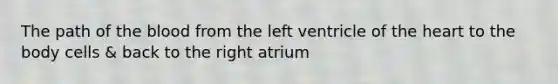 The path of the blood from the left ventricle of the heart to the body cells & back to the right atrium
