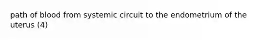 path of blood from systemic circuit to the endometrium of the uterus (4)