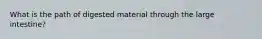 What is the path of digested material through the large intestine?