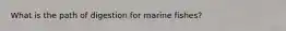 What is the path of digestion for marine fishes?