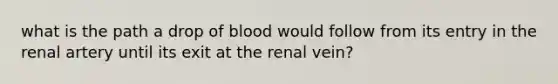 what is the path a drop of blood would follow from its entry in the renal artery until its exit at the renal vein?