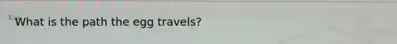What is the path the egg travels?