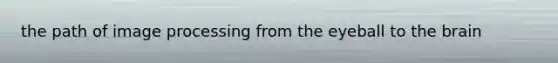 the path of image processing from the eyeball to the brain
