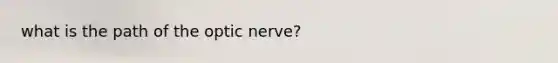 what is the path of the optic nerve?