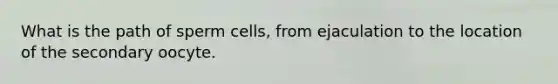 What is the path of sperm cells, from ejaculation to the location of the secondary oocyte.