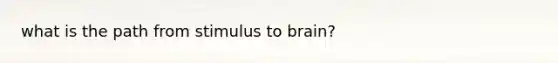 what is the path from stimulus to brain?