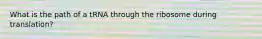 What is the path of a tRNA through the ribosome during translation?