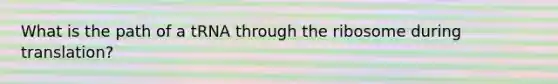 What is the path of a tRNA through the ribosome during translation?