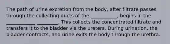 The path of urine excretion from the body, after filtrate passes through the collecting ducts of the ___________, begins in the ____________ _________. This collects the concentrated filtrate and transfers it to the bladder via the ureters. During urination, the bladder contracts, and urine exits the body through the urethra.