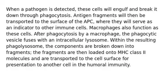 When a pathogen is detected, these cells will engulf and break it down through phagocytosis. Antigen fragments will then be transported to the surface of the APC, where they will serve as an indicator to other immune cells. Macrophages also function as these cells. After phagocytosis by a macrophage, the phagocytic vesicle fuses with an intracellular lysosome. Within the resulting phagolysosome, the components are broken down into fragments; the fragments are then loaded onto MHC class II molecules and are transported to the cell surface for presentation to another cell in the humoral immunity.