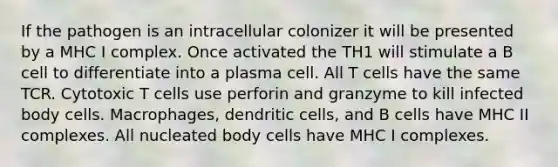 If the pathogen is an intracellular colonizer it will be presented by a MHC I complex. Once activated the TH1 will stimulate a B cell to differentiate into a plasma cell. All T cells have the same TCR. Cytotoxic T cells use perforin and granzyme to kill infected body cells. Macrophages, dendritic cells, and B cells have MHC II complexes. All nucleated body cells have MHC I complexes.