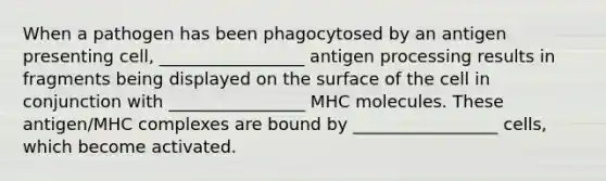 When a pathogen has been phagocytosed by an antigen presenting cell, _________________ antigen processing results in fragments being displayed on the surface of the cell in conjunction with ________________ MHC molecules. These antigen/MHC complexes are bound by _________________ cells, which become activated.