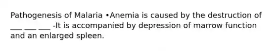 Pathogenesis of Malaria •Anemia is caused by the destruction of ___ ___ ___ -It is accompanied by depression of marrow function and an enlarged spleen.