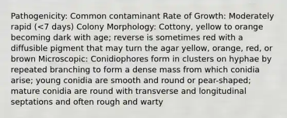 Pathogenicity: Common contaminant Rate of Growth: Moderately rapid (<7 days) Colony Morphology: Cottony, yellow to orange becoming dark with age; reverse is sometimes red with a diffusible pigment that may turn the agar yellow, orange, red, or brown Microscopic: Conidiophores form in clusters on hyphae by repeated branching to form a dense mass from which conidia arise; young conidia are smooth and round or pear-shaped; mature conidia are round with transverse and longitudinal septations and often rough and warty