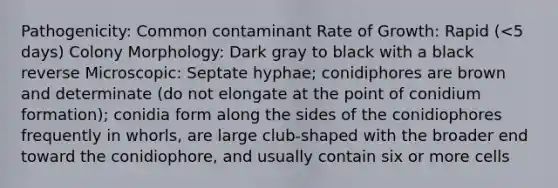 Pathogenicity: Common contaminant Rate of Growth: Rapid (<5 days) Colony Morphology: Dark gray to black with a black reverse Microscopic: Septate hyphae; conidiphores are brown and determinate (do not elongate at the point of conidium formation); conidia form along the sides of the conidiophores frequently in whorls, are large club-shaped with the broader end toward the conidiophore, and usually contain six or more cells