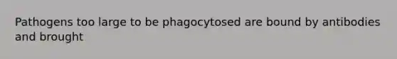 Pathogens too large to be phagocytosed are bound by antibodies and brought