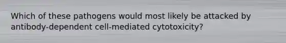 Which of these pathogens would most likely be attacked by antibody-dependent cell-mediated cytotoxicity?