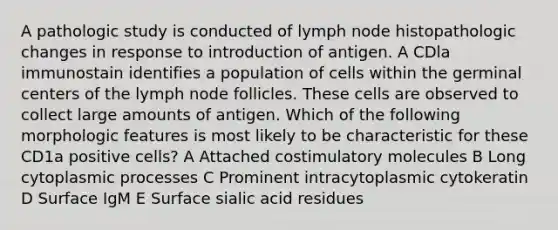 A pathologic study is conducted of lymph node histopathologic changes in response to introduction of antigen. A CDla immunostain identifies a population of cells within the germinal centers of the lymph node follicles. These cells are observed to collect large amounts of antigen. Which of the following morphologic features is most likely to be characteristic for these CD1a positive cells? A Attached costimulatory molecules B Long cytoplasmic processes C Prominent intracytoplasmic cytokeratin D Surface IgM E Surface sialic acid residues