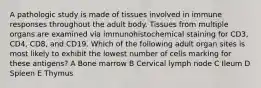 A pathologic study is made of tissues involved in immune responses throughout the adult body. Tissues from multiple organs are examined via immunohistochemical staining for CD3, CD4, CD8, and CD19. Which of the following adult organ sites is most likely to exhibit the lowest number of cells marking for these antigens? A Bone marrow B Cervical lymph node C Ileum D Spleen E Thymus