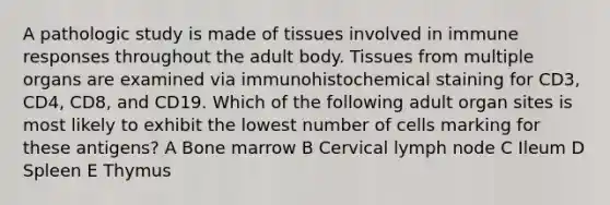 A pathologic study is made of tissues involved in immune responses throughout the adult body. Tissues from multiple organs are examined via immunohistochemical staining for CD3, CD4, CD8, and CD19. Which of the following adult organ sites is most likely to exhibit the lowest number of cells marking for these antigens? A Bone marrow B Cervical lymph node C Ileum D Spleen E Thymus