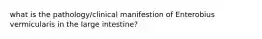 what is the pathology/clinical manifestion of Enterobius vermicularis in the large intestine?