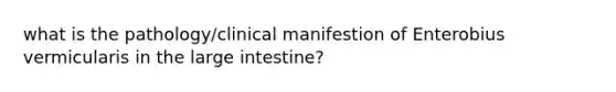 what is the pathology/clinical manifestion of Enterobius vermicularis in the large intestine?
