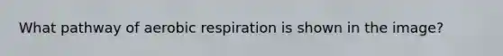What pathway of <a href='https://www.questionai.com/knowledge/kyxGdbadrV-aerobic-respiration' class='anchor-knowledge'>aerobic respiration</a> is shown in the image?