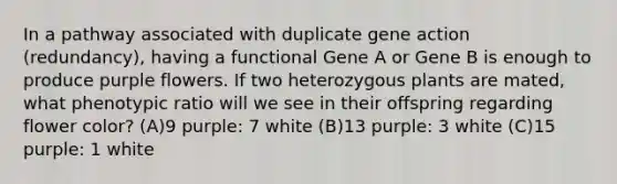 In a pathway associated with duplicate gene action (redundancy), having a functional Gene A or Gene B is enough to produce purple flowers. If two heterozygous plants are mated, what phenotypic ratio will we see in their offspring regarding flower color? (A)9 purple: 7 white (B)13 purple: 3 white (C)15 purple: 1 white