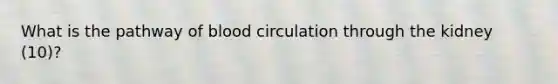 What is the pathway of blood circulation through the kidney (10)?